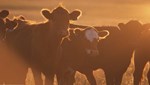 cattle-in-sun