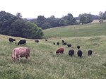 grazing